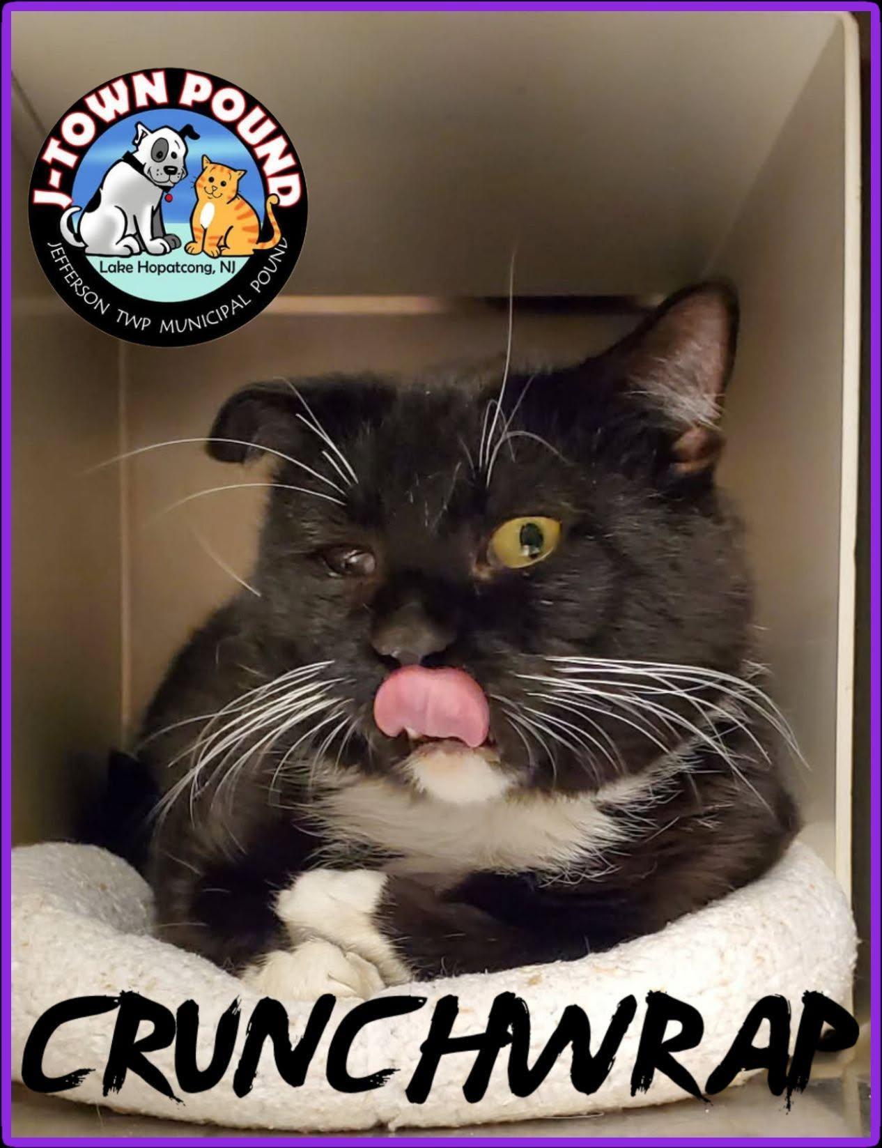Crunchy (Or Crunchwrap), a ADOPTABLE Domestic Medium Hair in Lake Hopatcong, NJ image 3/4