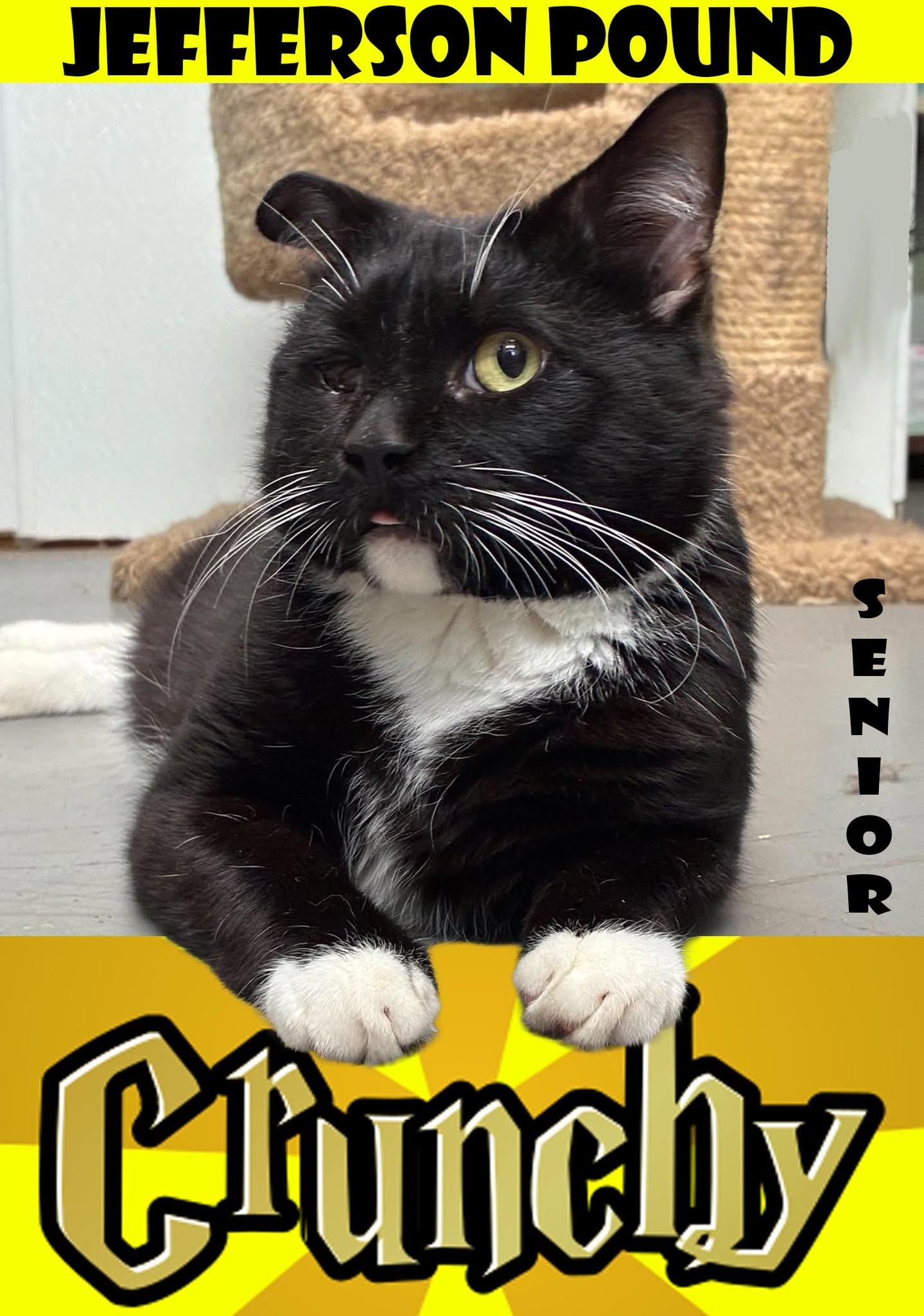 Crunchy (Or Crunchwrap), ADOPTABLE, Senior Male Domestic Medium Hair.