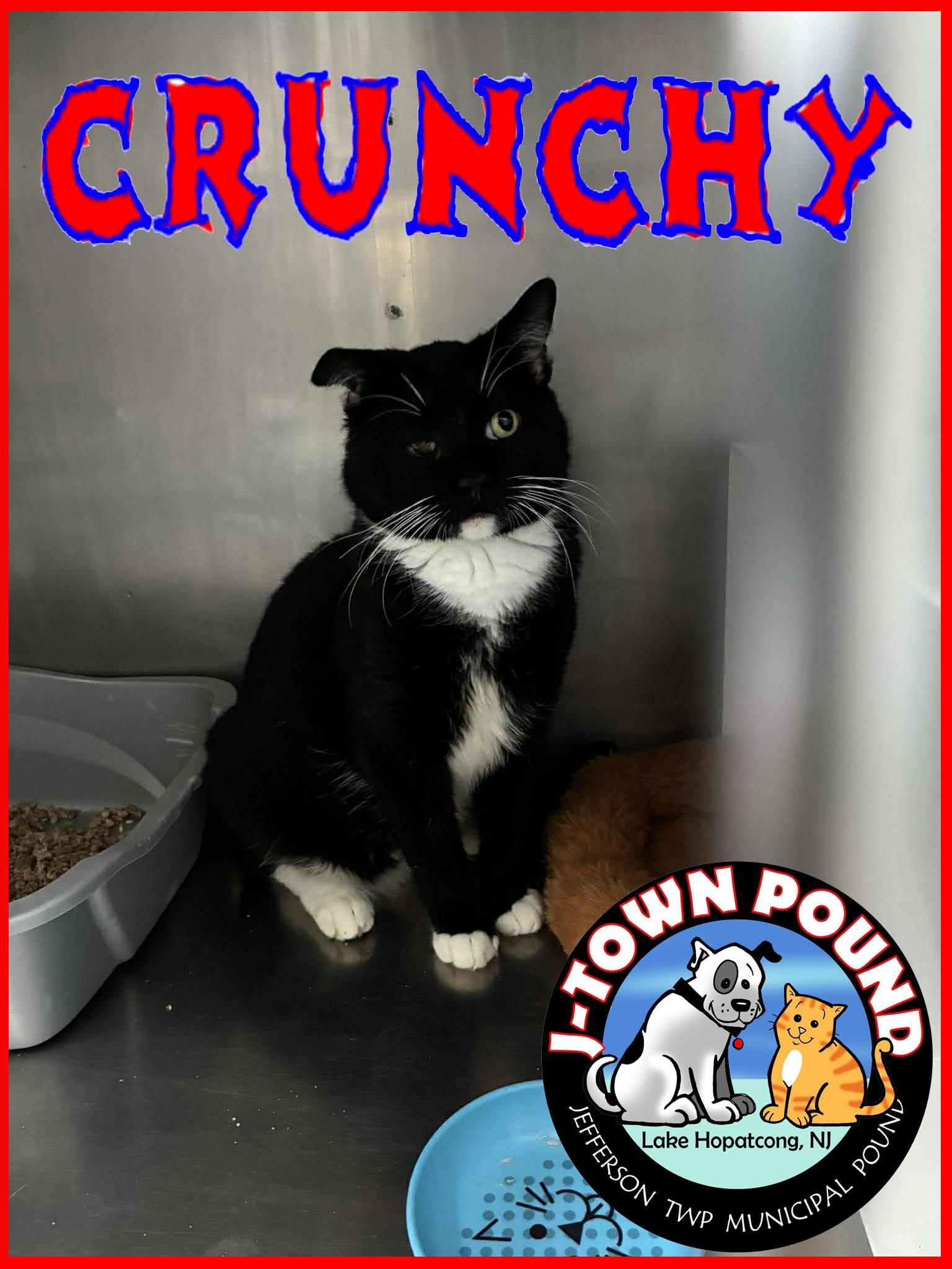 Crunchy (Or Crunchwrap), a ADOPTABLE Domestic Medium Hair in Lake Hopatcong, NJ image 2/4