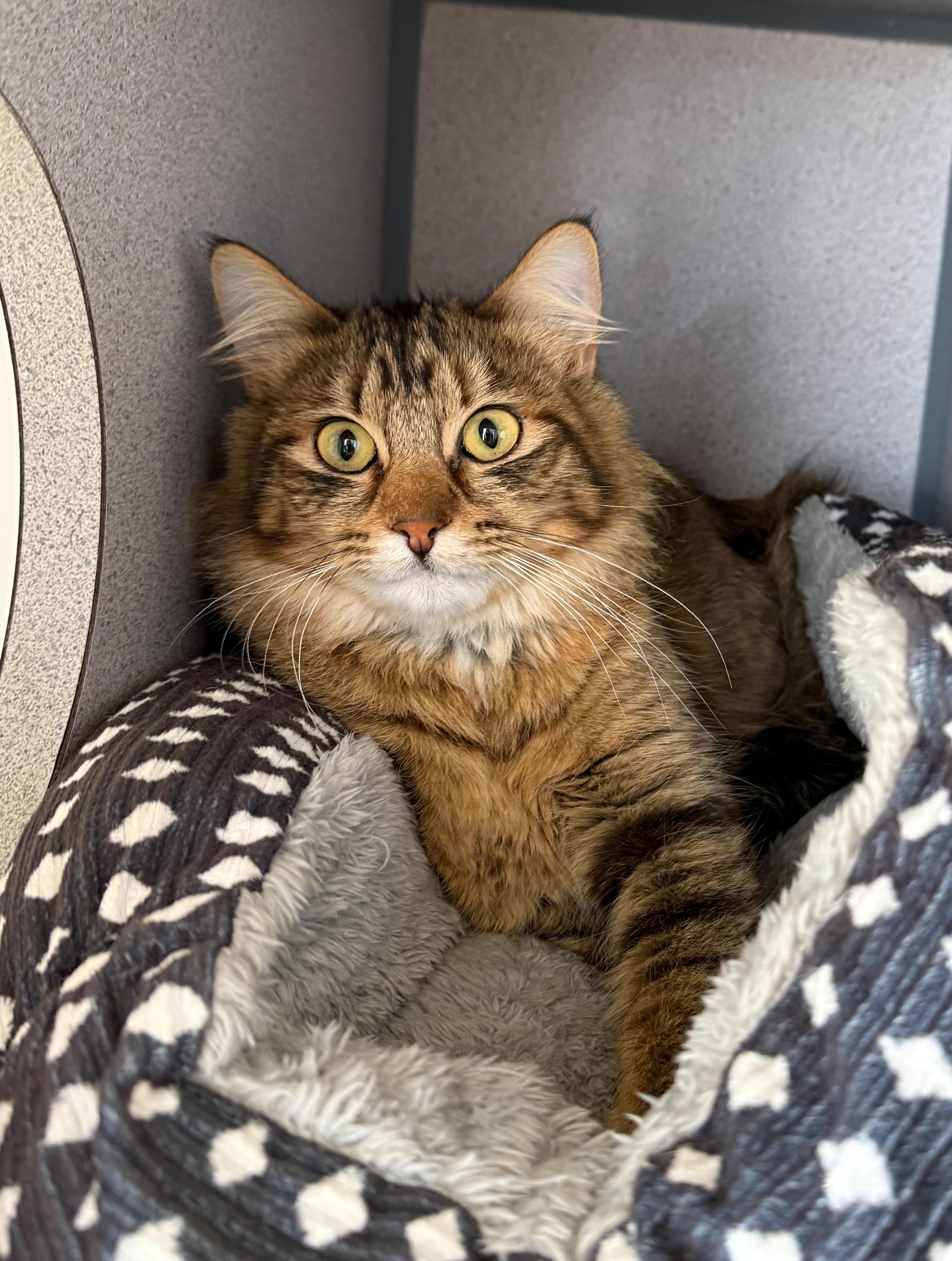 Spinkles, ADOPTABLE, Adult Female Domestic Long Hair.