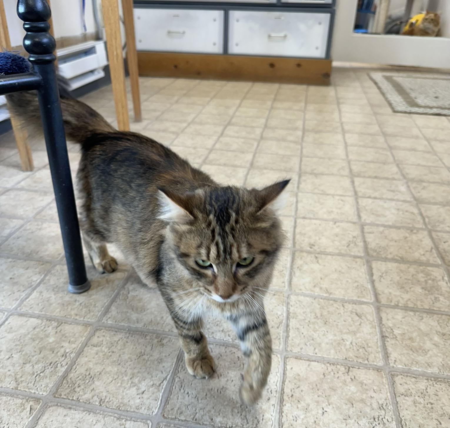 Enlarge Sprinkles, a ADOPTABLE Domestic Long Hair in Gardnerville, NV image 4/4