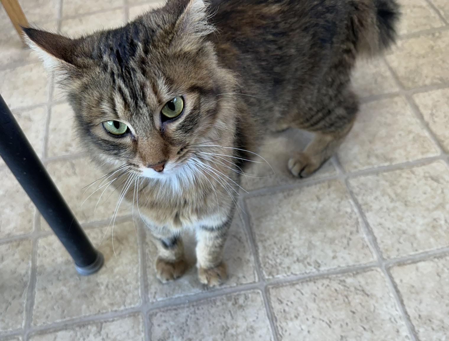 Enlarge Sprinkles, a ADOPTABLE Domestic Long Hair in Gardnerville, NV image 3/4