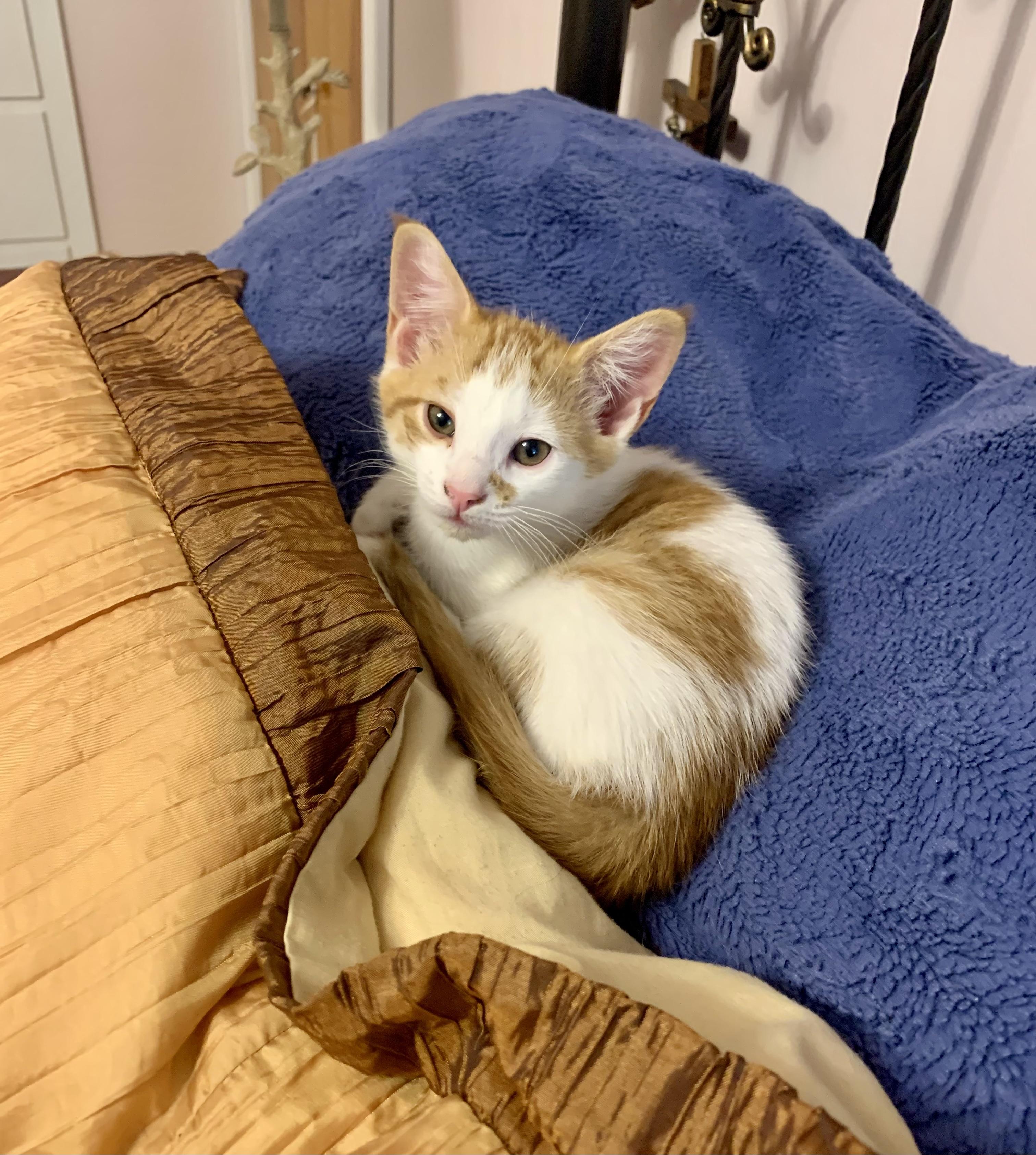 Nutty Buddy, a ADOPTABLE Domestic Short Hair in Bethel, CT image 5/6