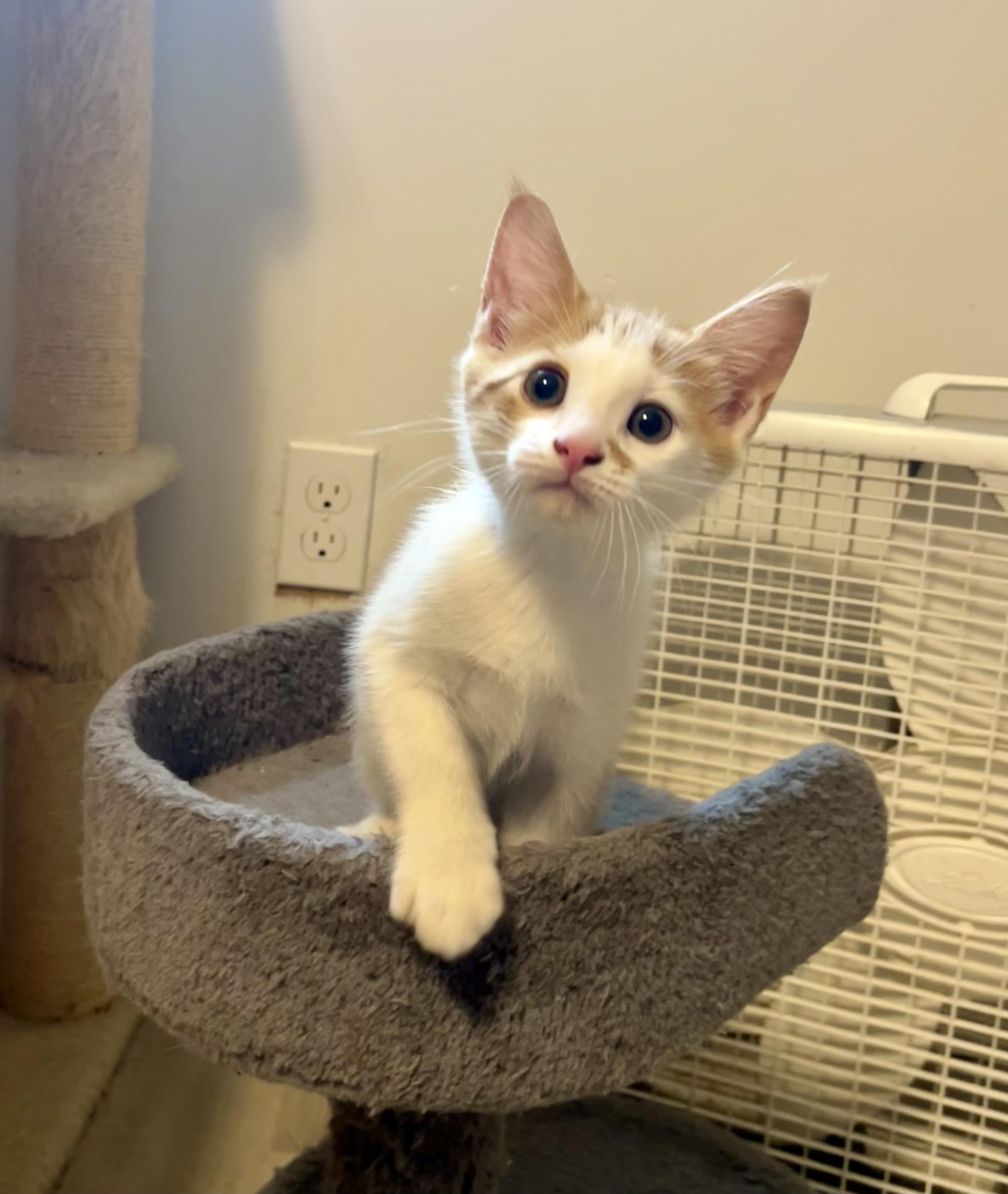 Nutty Buddy, a ADOPTABLE Domestic Short Hair in Bethel, CT image 6/6