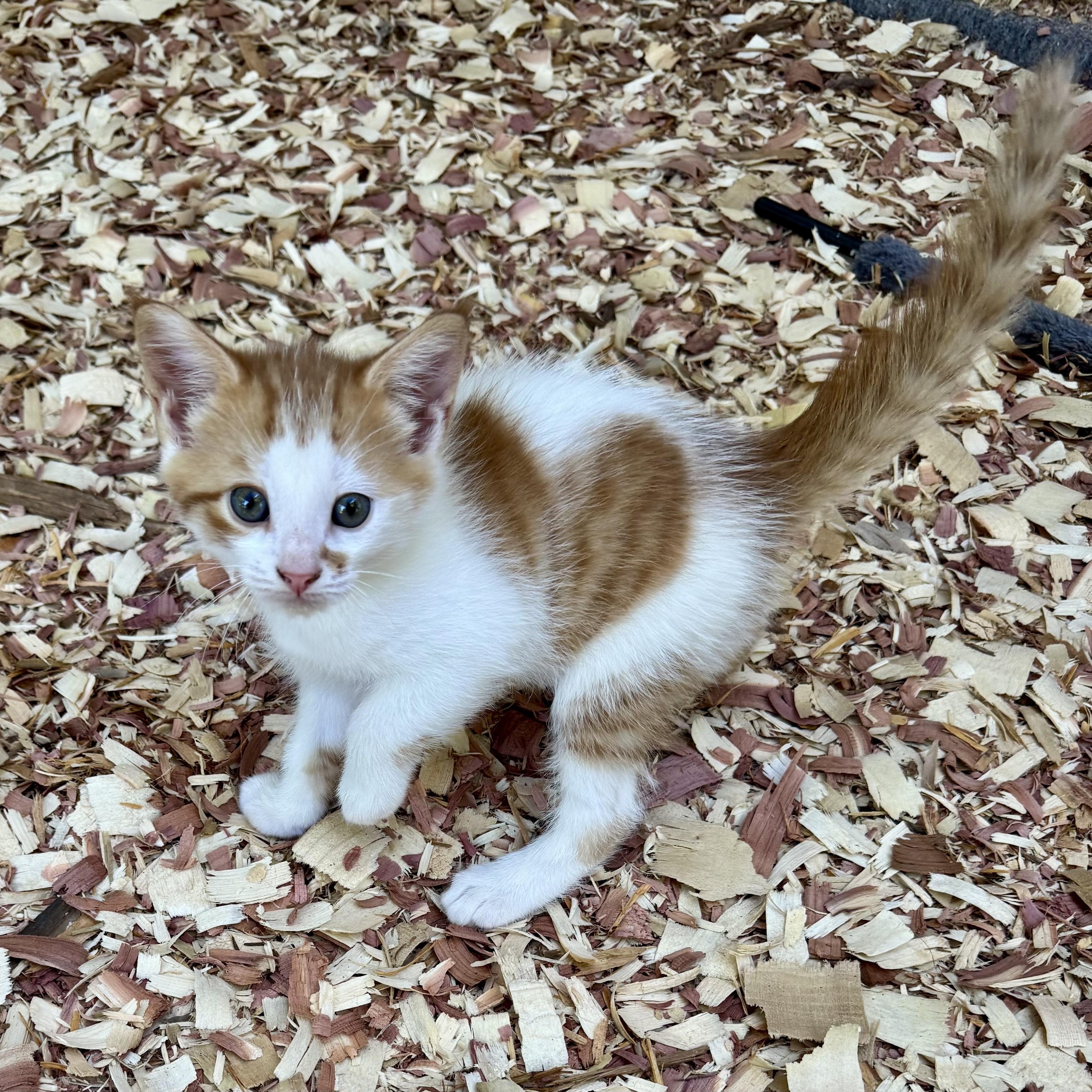 Nutty Buddy, a ADOPTABLE Domestic Short Hair in Bethel, CT image 1/6
