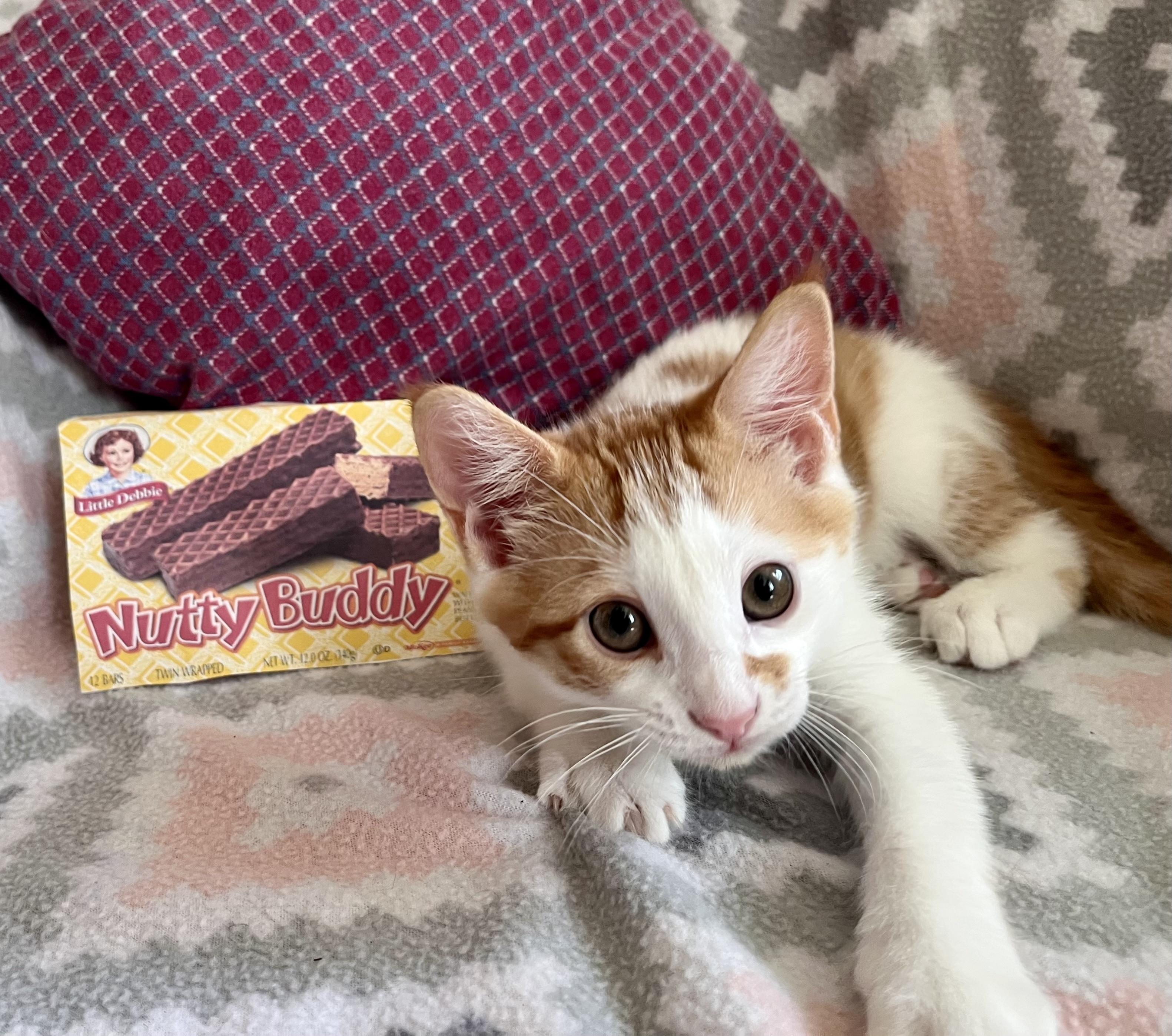 Nutty Buddy, a ADOPTABLE Domestic Short Hair in Bethel, CT image 4/6
