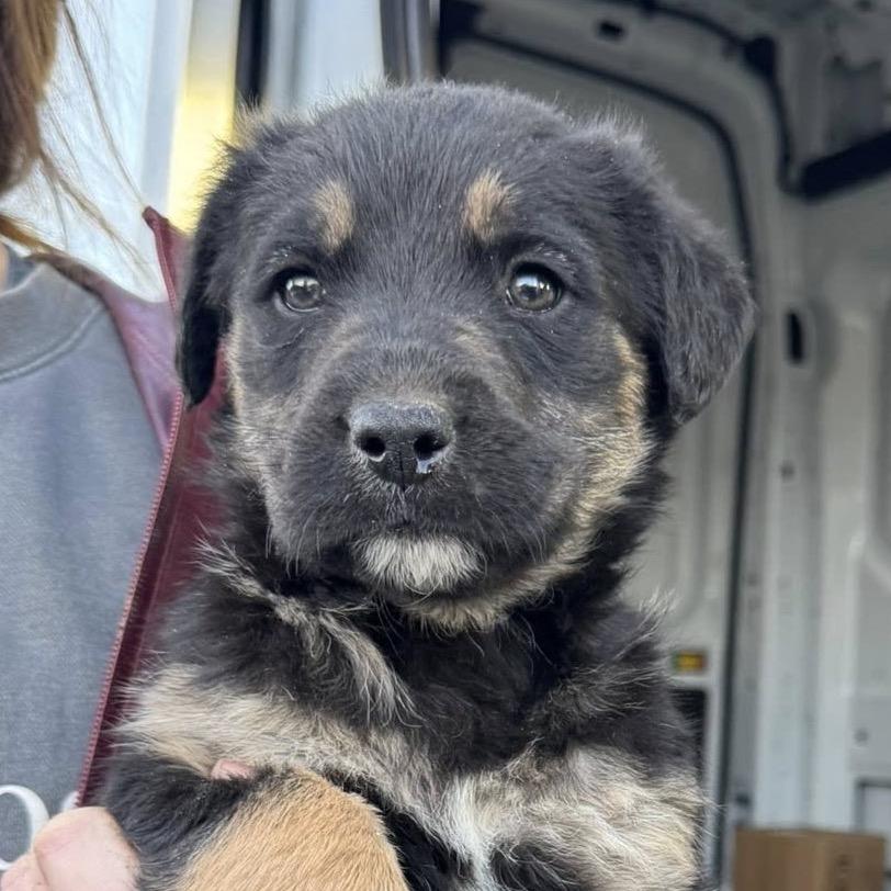 Mammoth 22399 — thumbnail 2