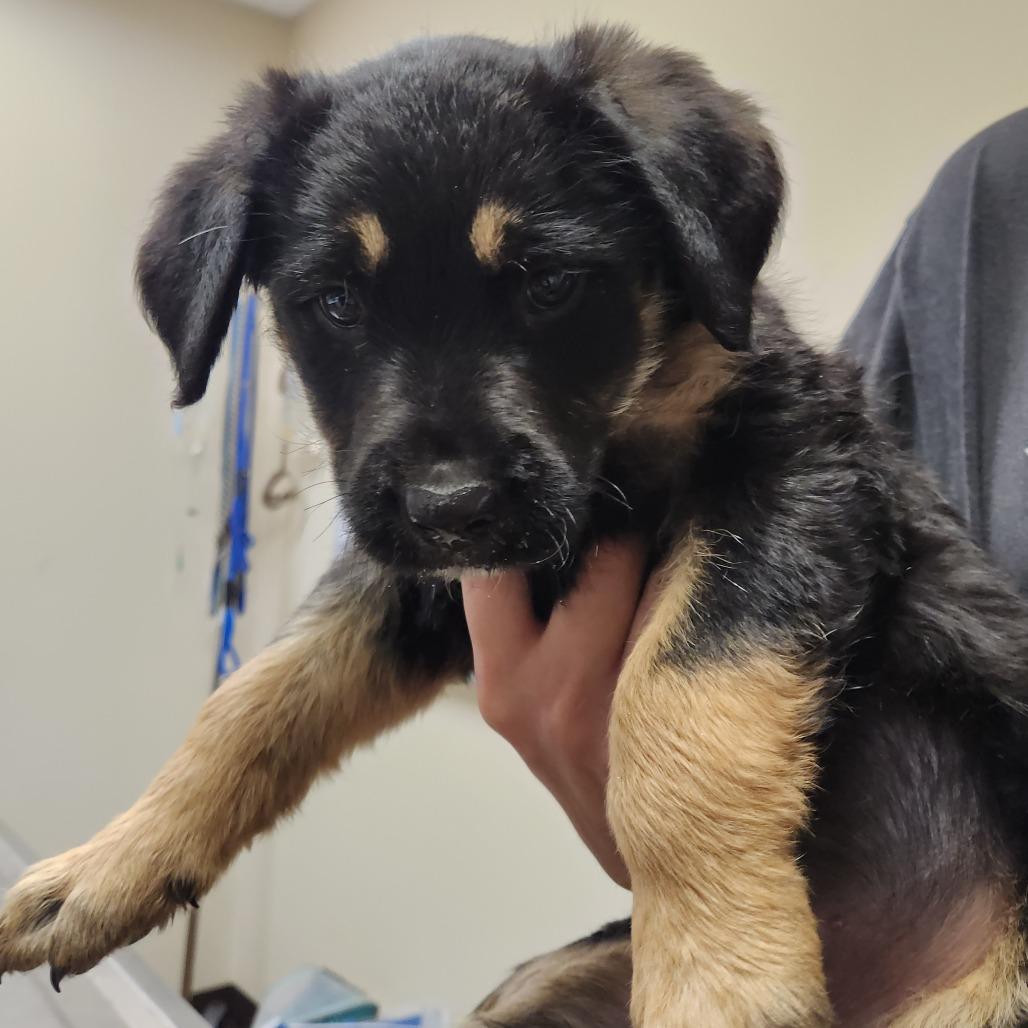 Mammoth 22399 — thumbnail 3