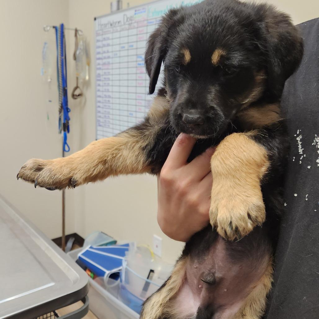 Mammoth 22399 — thumbnail 4