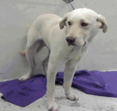 Chubarov / Brando / Bluey, Adoptable, Adult Male Labrador Retriever.