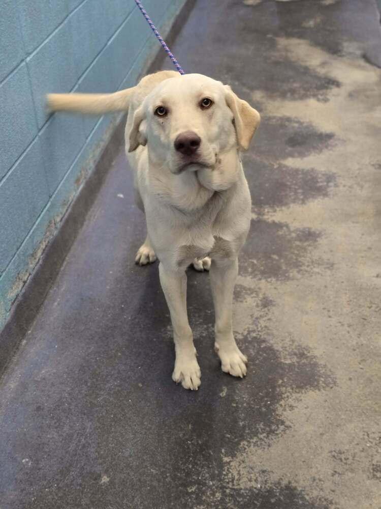 Enlarge Chubarov / Brando / Bluey, a Adoptable mixed breed in Broomfield, CO image 2/4
