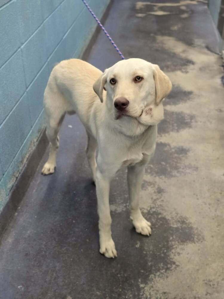 Enlarge Chubarov / Brando / Bluey, a Adoptable mixed breed in Broomfield, CO image 3/4