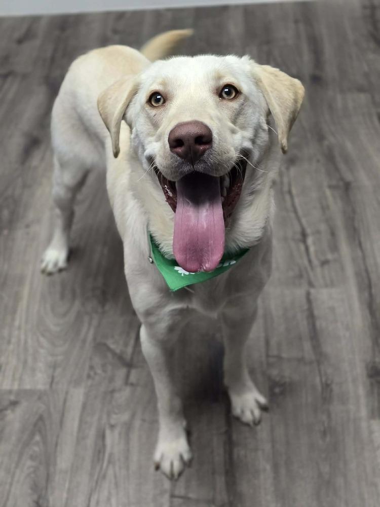 Enlarge Chubarov / Brando / Bluey, a Adoptable mixed breed in Broomfield, CO image 4/4