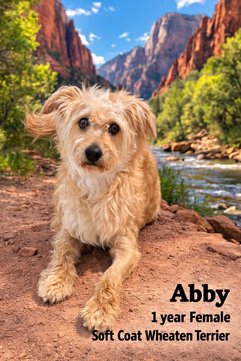 Enlarge ABBY  – 1 YEAR FEMALE SOFT COAT WHEATHEN TERRIER, an adopted Wheaten Terrier in Mesa, AZ image 1/1