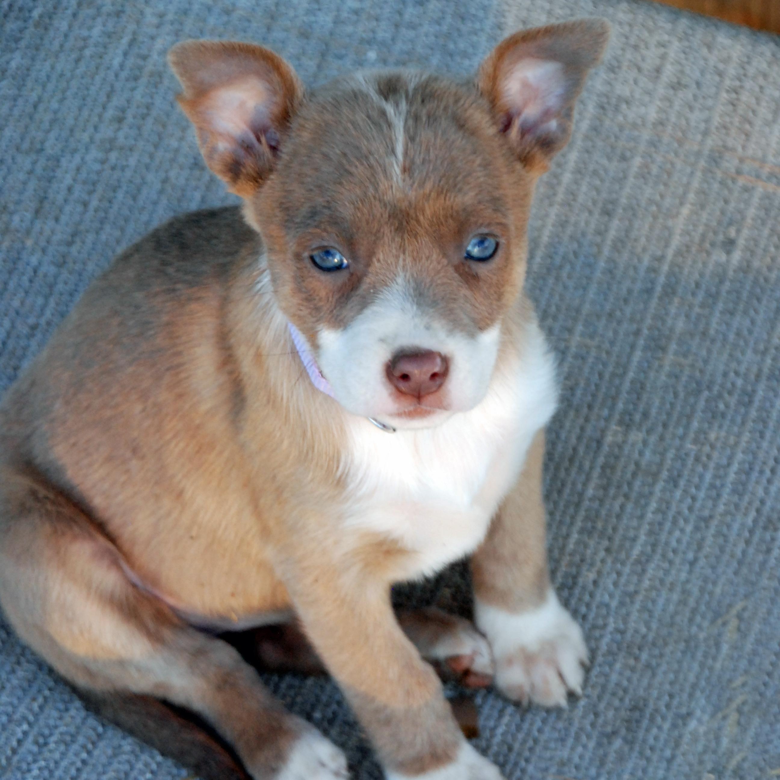 Thumbelina, a ADOPTABLE mixed breed in Madisonville, TX image 2/6