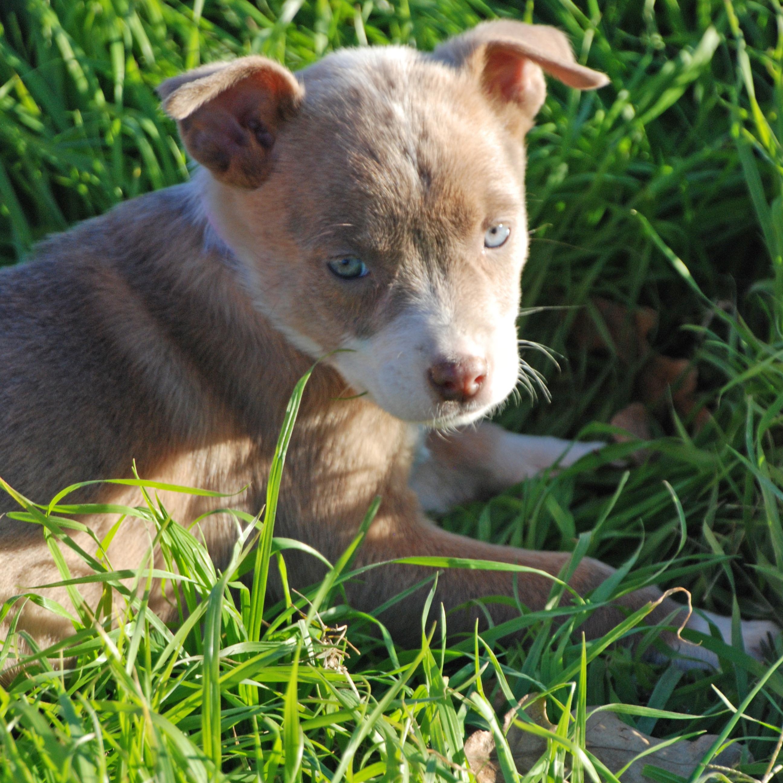 Thumbelina, a ADOPTABLE mixed breed in Madisonville, TX image 4/6