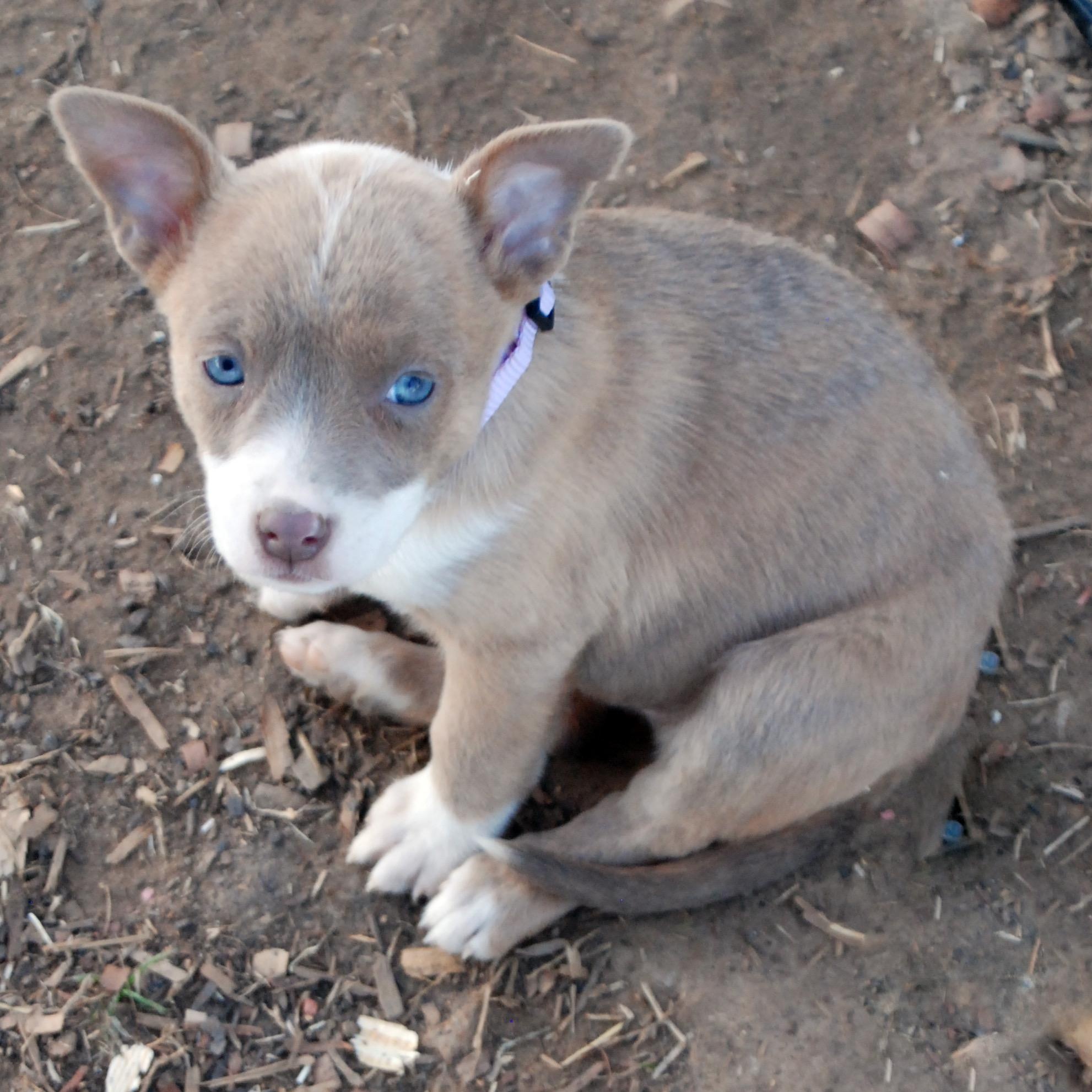 Thumbelina, a ADOPTABLE mixed breed in Madisonville, TX image 3/6
