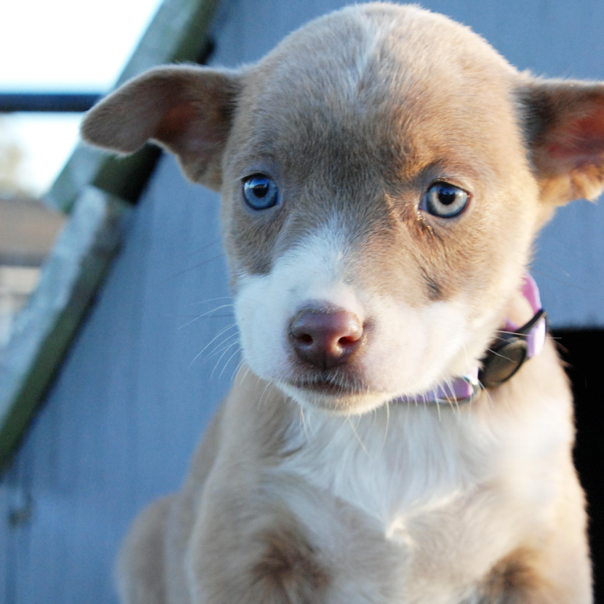 Thumbelina, a ADOPTABLE mixed breed in Madisonville, TX image 6/6