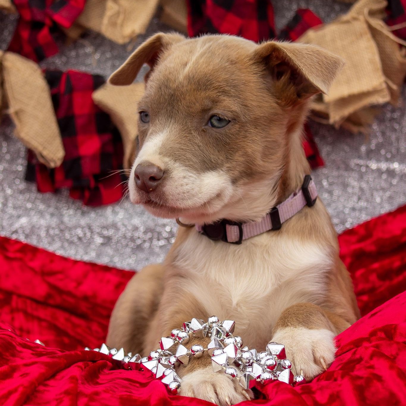 Thumbelina, a ADOPTABLE mixed breed in Madisonville, TX image 5/6