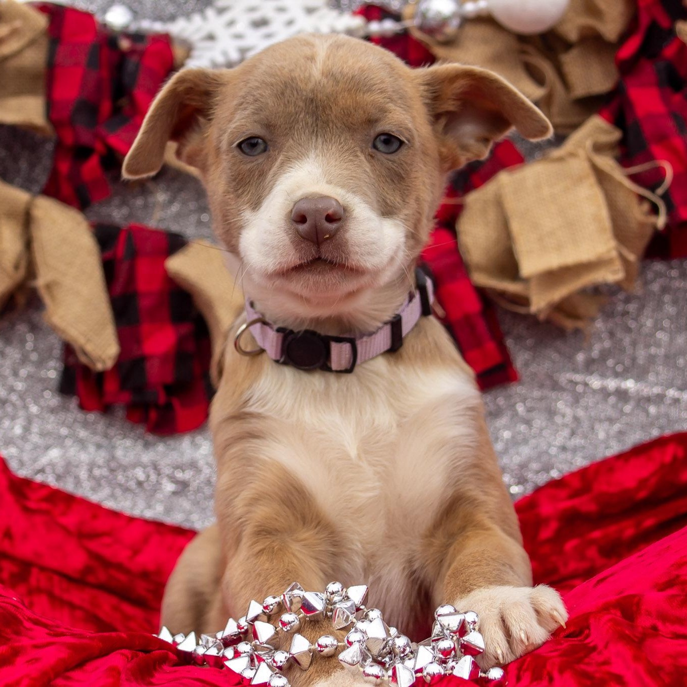 Thumbelina, ADOPTABLE, Puppy Female Australian Shepherd & Plott Hound.