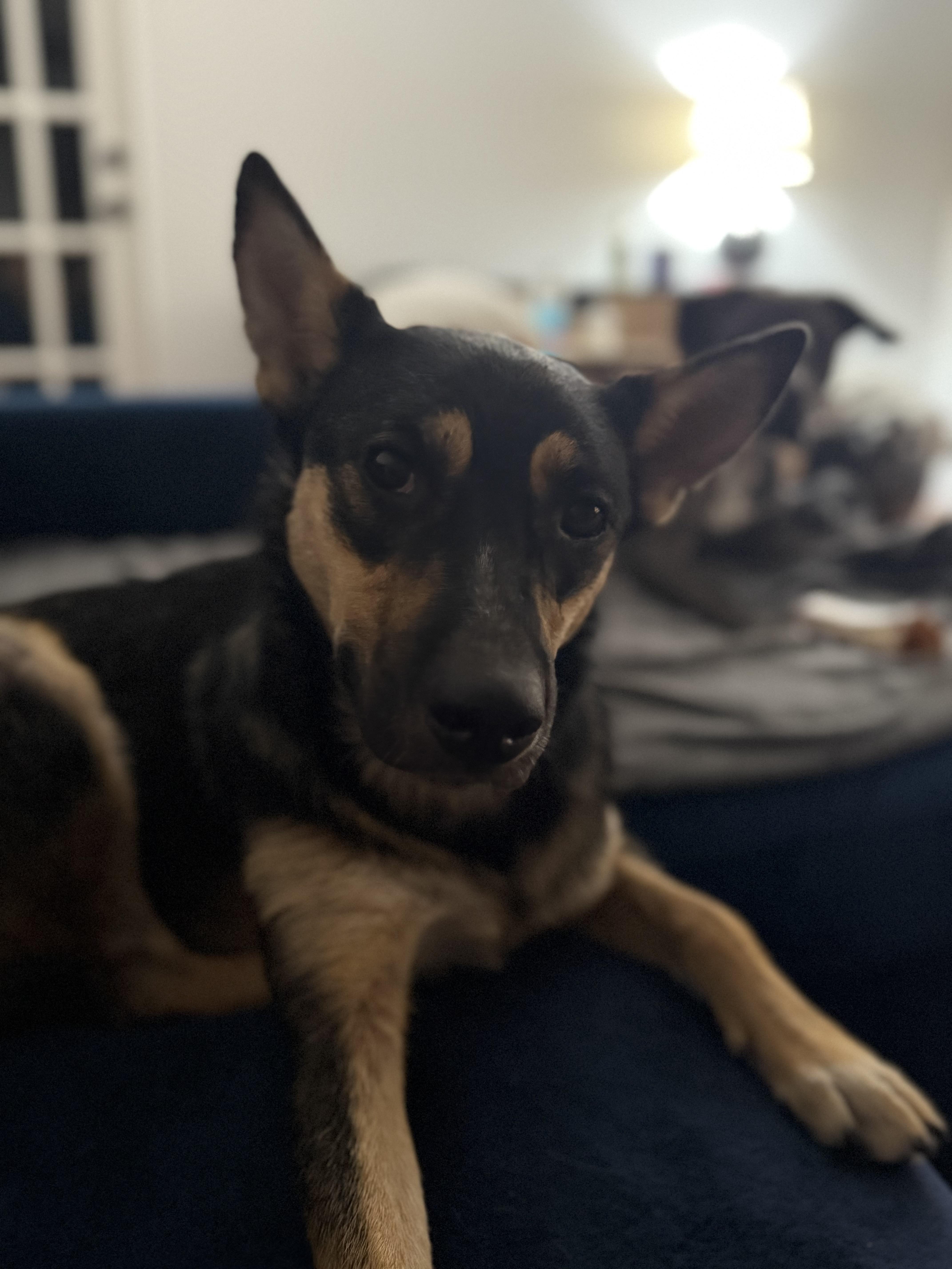 Bonnie