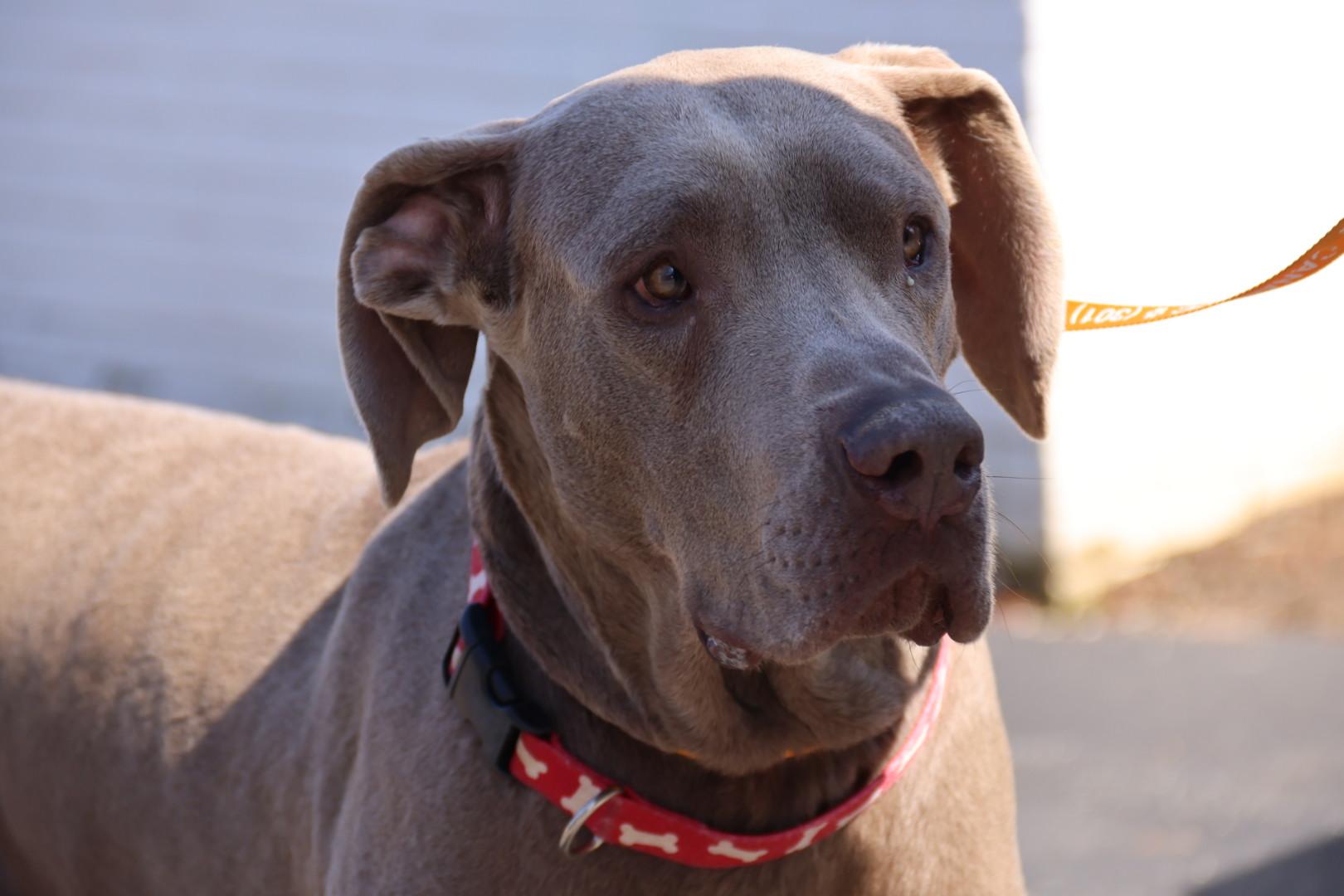 Enlarge Connor, an adopted Great Dane in POTOMAC, MD image 6/6