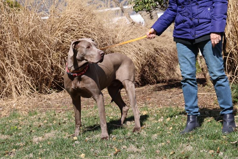 Enlarge Connor, an adopted Great Dane in POTOMAC, MD image 4/6