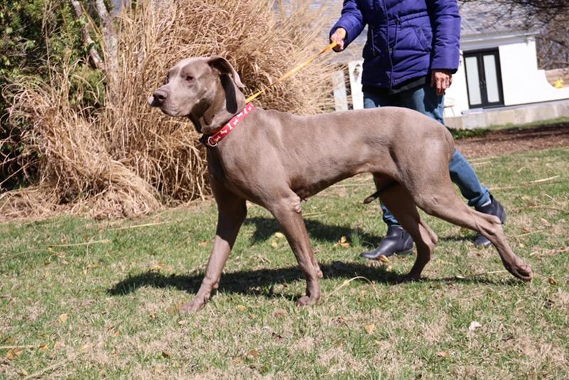 Connor, adopted, Young Male Great Dane.