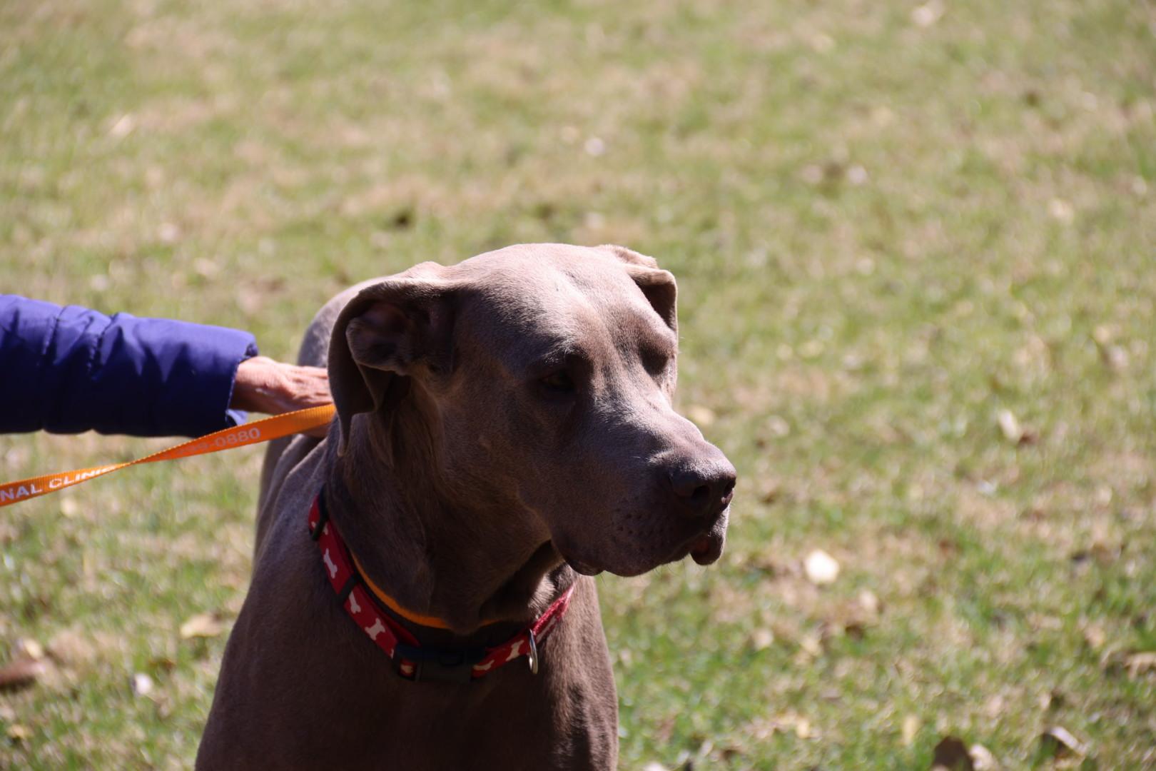 Enlarge Connor, an adopted Great Dane in POTOMAC, MD image 5/6