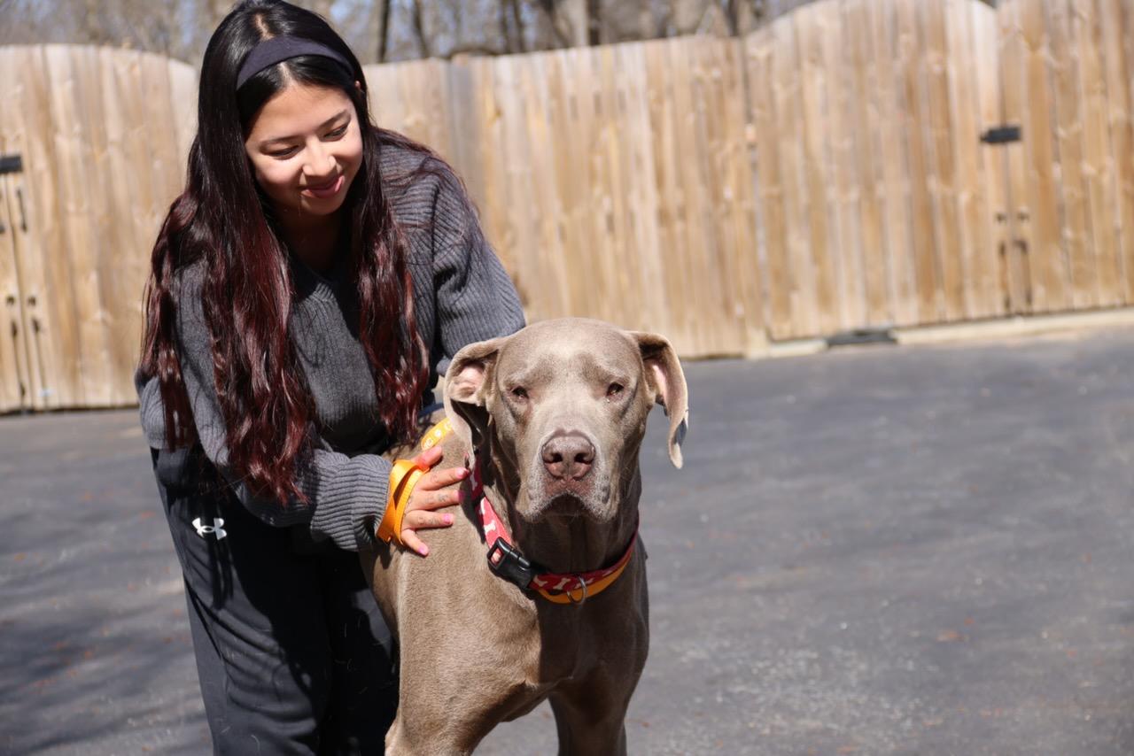 Enlarge Connor, an adopted Great Dane in POTOMAC, MD image 3/6
