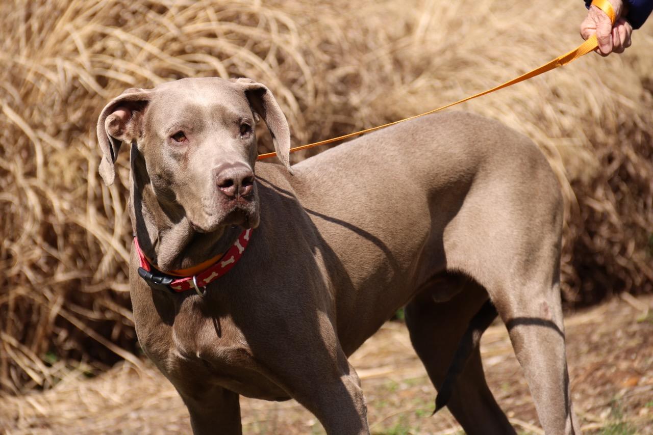 Enlarge Connor, an adopted Great Dane in POTOMAC, MD image 2/6