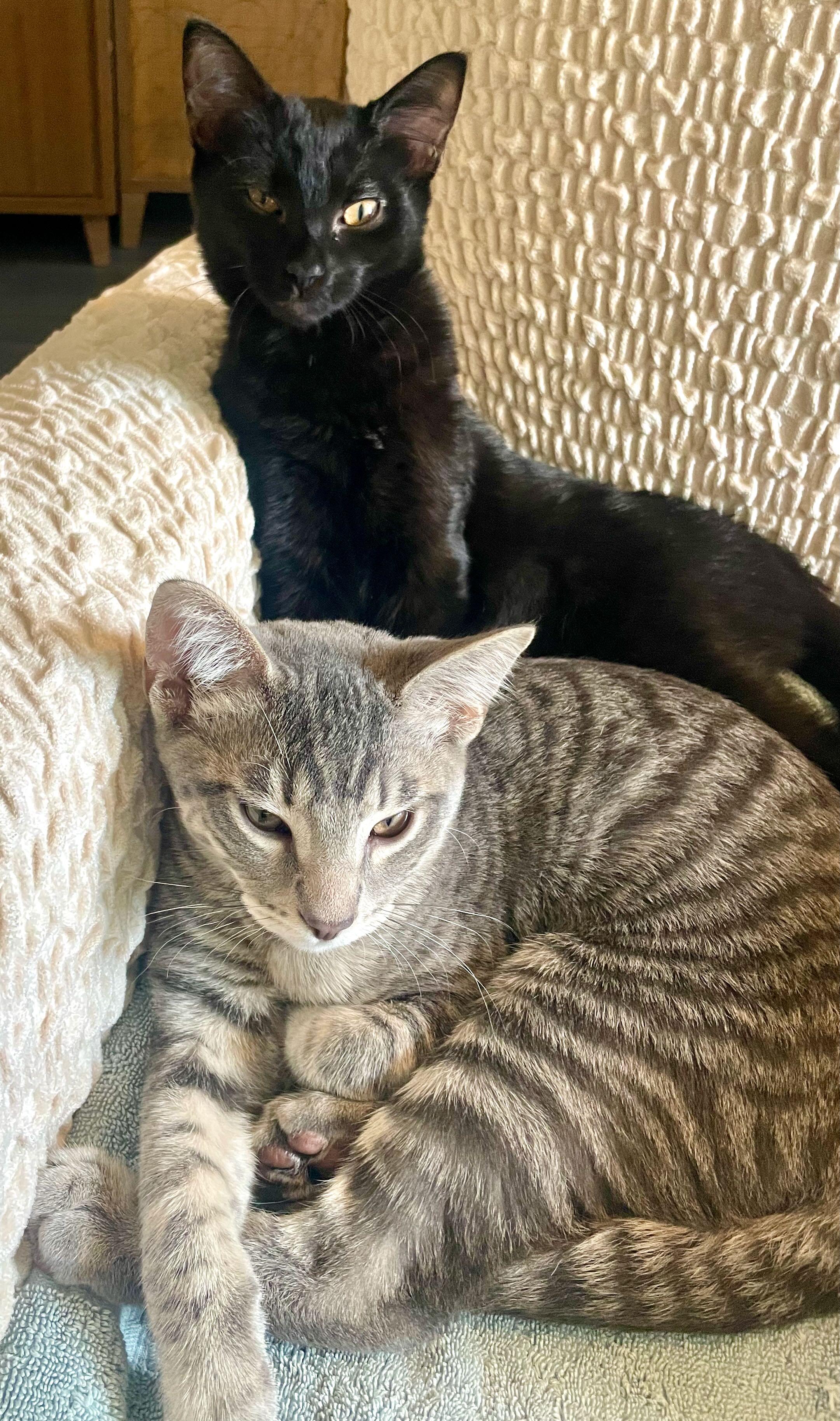 Sam & Rikki, Adoptable, Kitten Male Domestic Short Hair & Tabby.