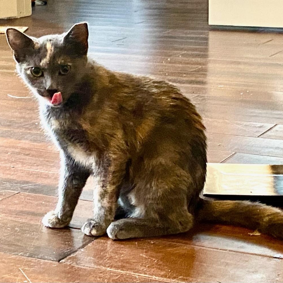 Clawdia, adopted, Young Female Dilute Tortoiseshell.