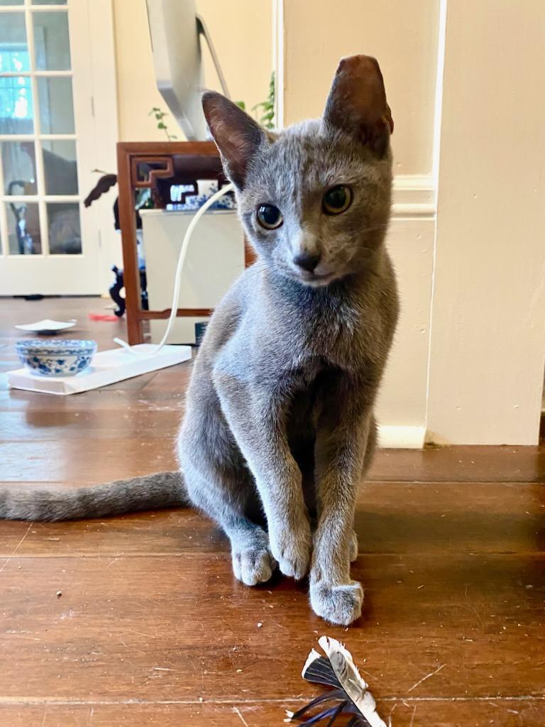 Enlarge Clawdia, an adopted Dilute Tortoiseshell in Savannah, GA image 1/3
