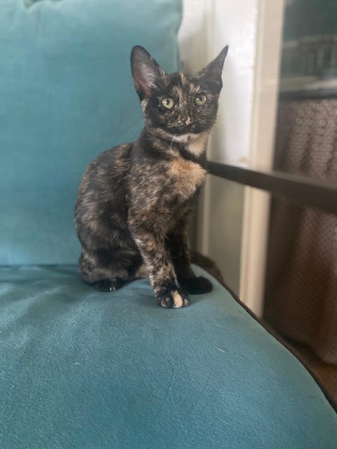 Alex, a Adoptable Domestic Short Hair in Houston, TX image 2/3