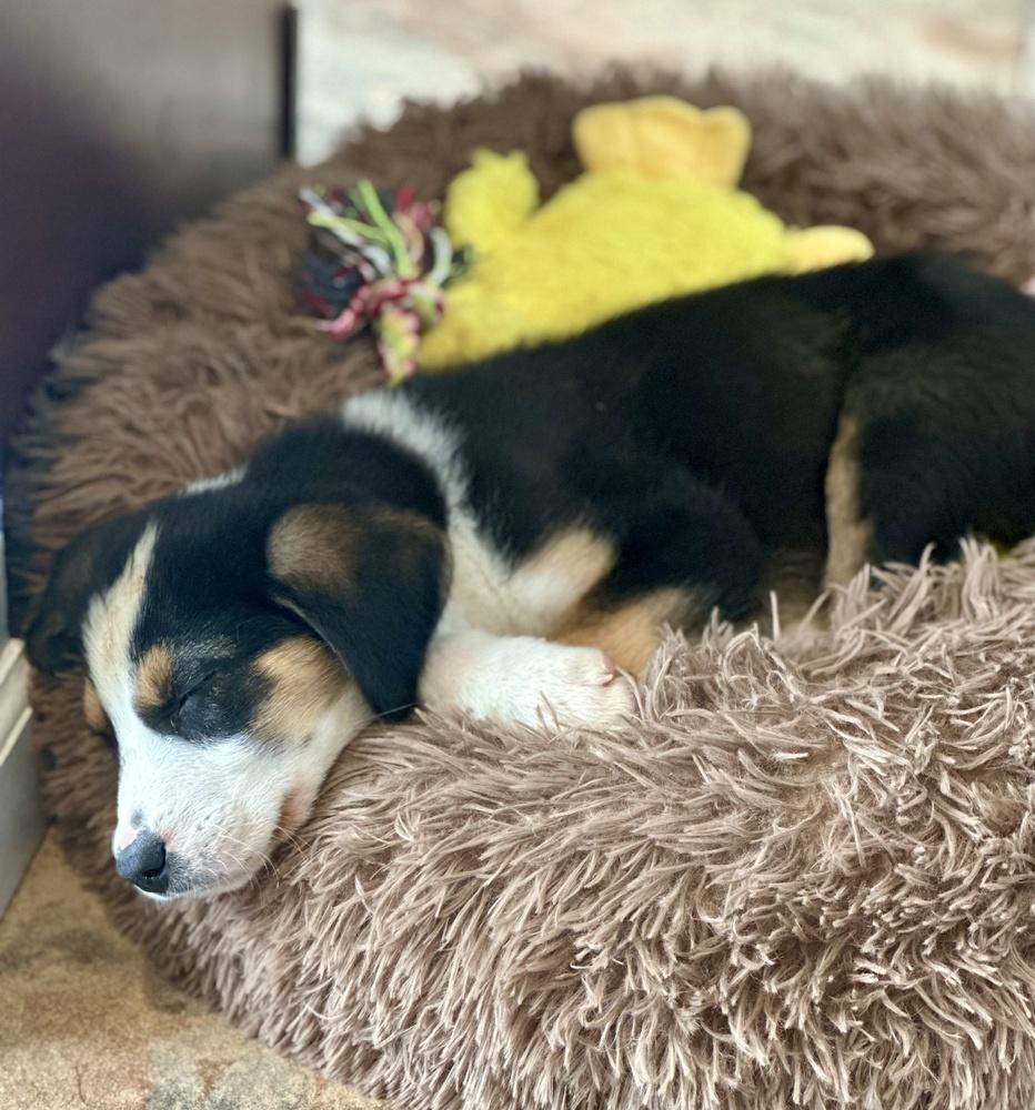 Chandler, Adoptable, Puppy Male Australian Shepherd & Border Collie.