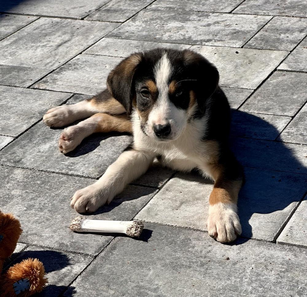 Enlarge Chandler, a Adoptable mixed breed in Greenlawn, NY image 2/6