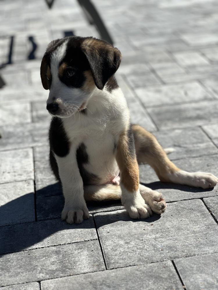 Enlarge Chandler, a Adoptable mixed breed in Greenlawn, NY image 3/6