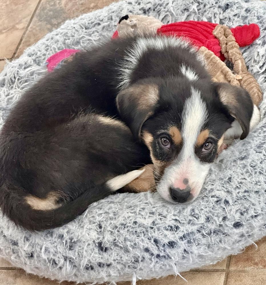 Enlarge Chandler, a Adoptable mixed breed in Greenlawn, NY image 4/6