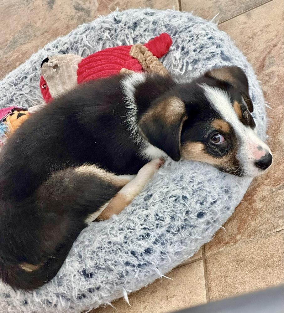 Enlarge Chandler, a Adoptable mixed breed in Greenlawn, NY image 5/6