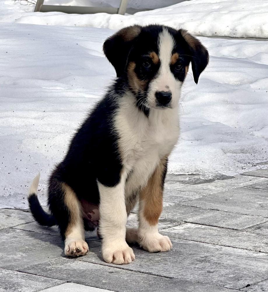 Enlarge Chandler, a Adoptable mixed breed in Greenlawn, NY image 6/6