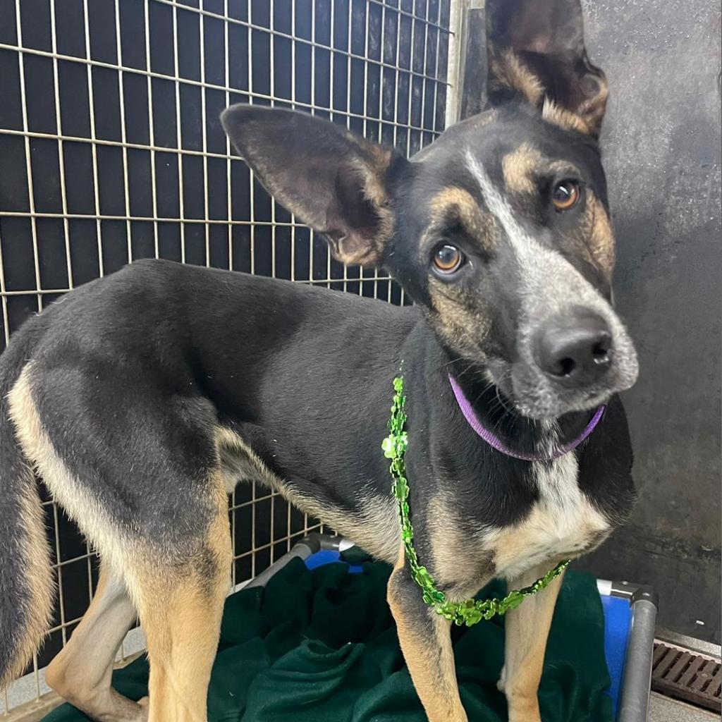 Enlarge Mr T, a Adoptable mixed breed in Kingman, KS image 4/6