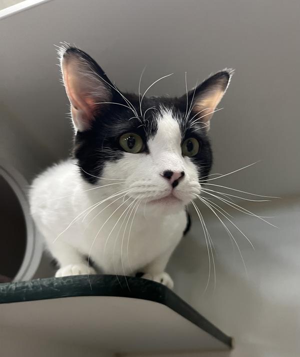 Enlarge Dale Scott Jr., a Adoptable mixed breed in Columbus, OH image 1/1