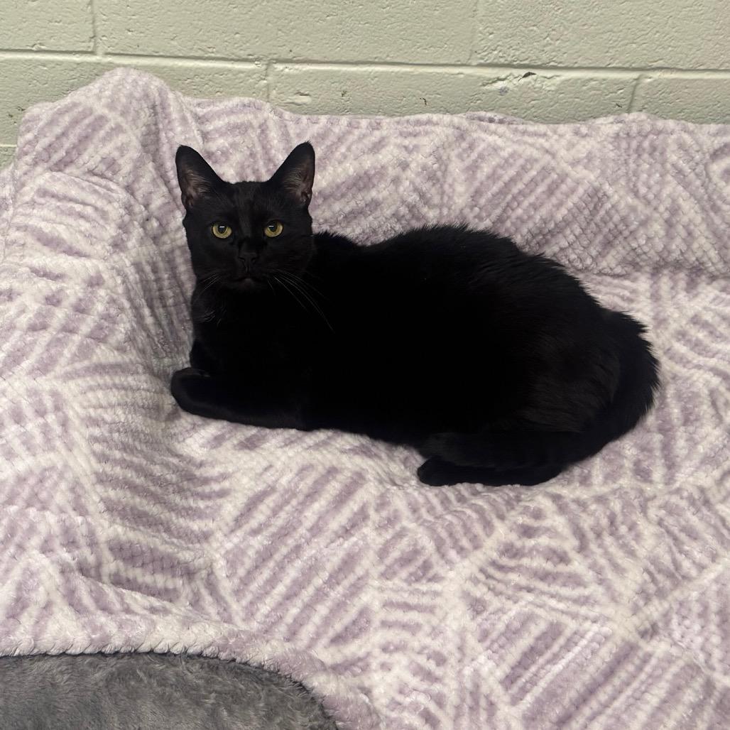 Ren, Adoptable, Senior Male Domestic Short Hair.