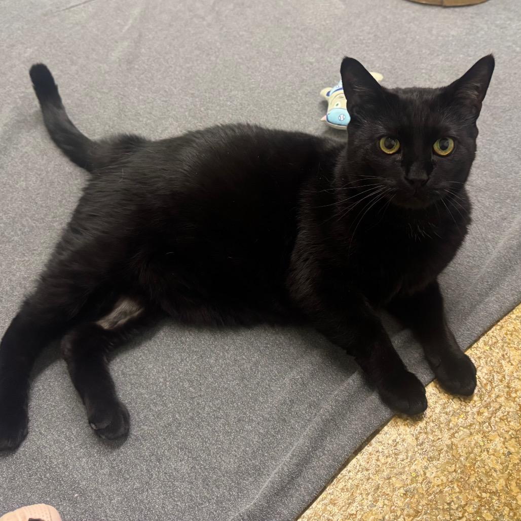 Enlarge Ren, a Adoptable Domestic Short Hair in Easton, PA image 3/4