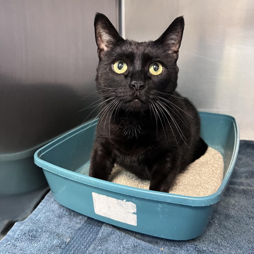 Enlarge Ren, a Adoptable Domestic Short Hair in Easton, PA image 4/4