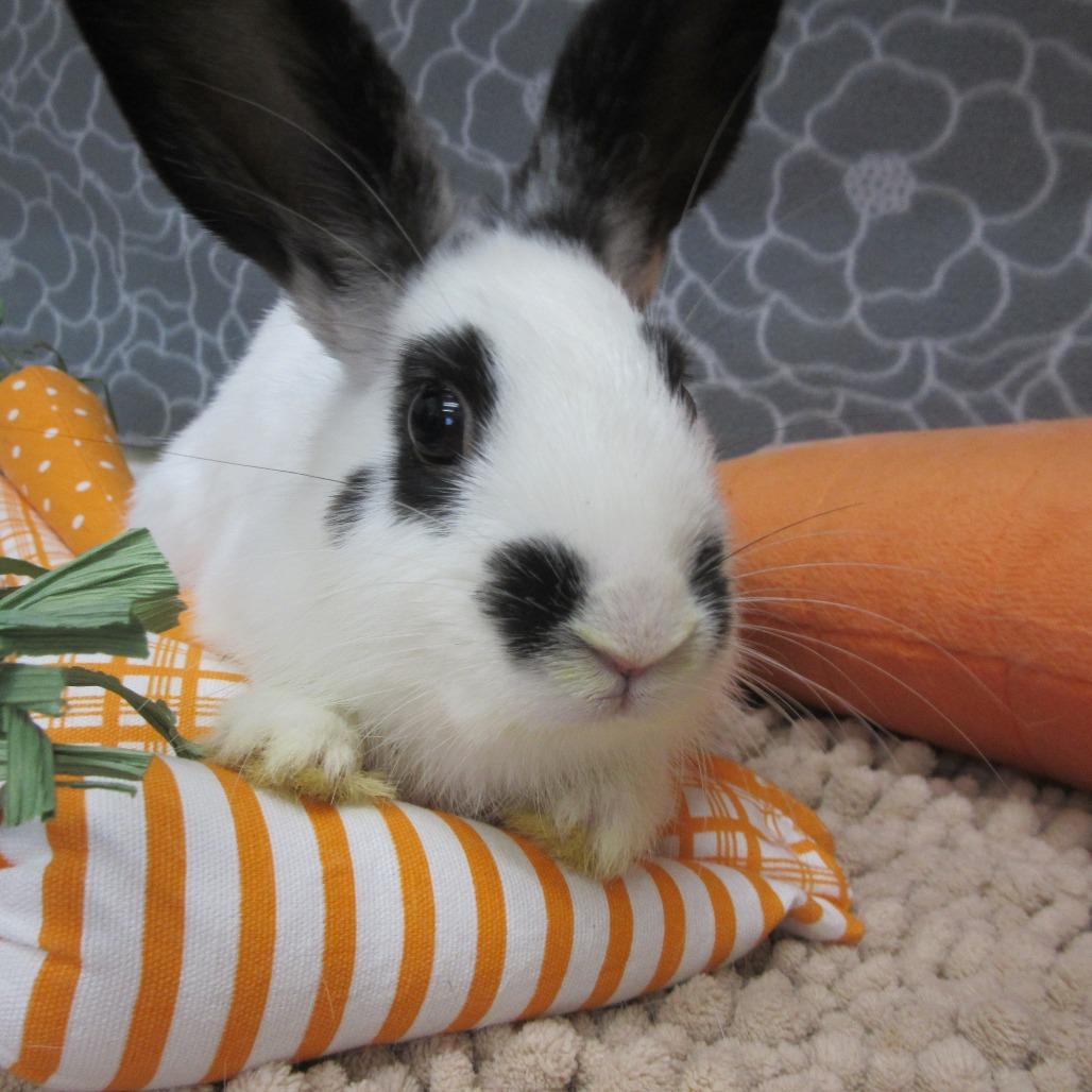 Sunflower, Adoptable, Young Male American.