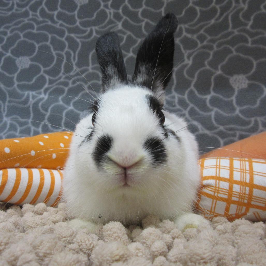 Enlarge Sunflower, a Adoptable American in Newport, PA image 2/3