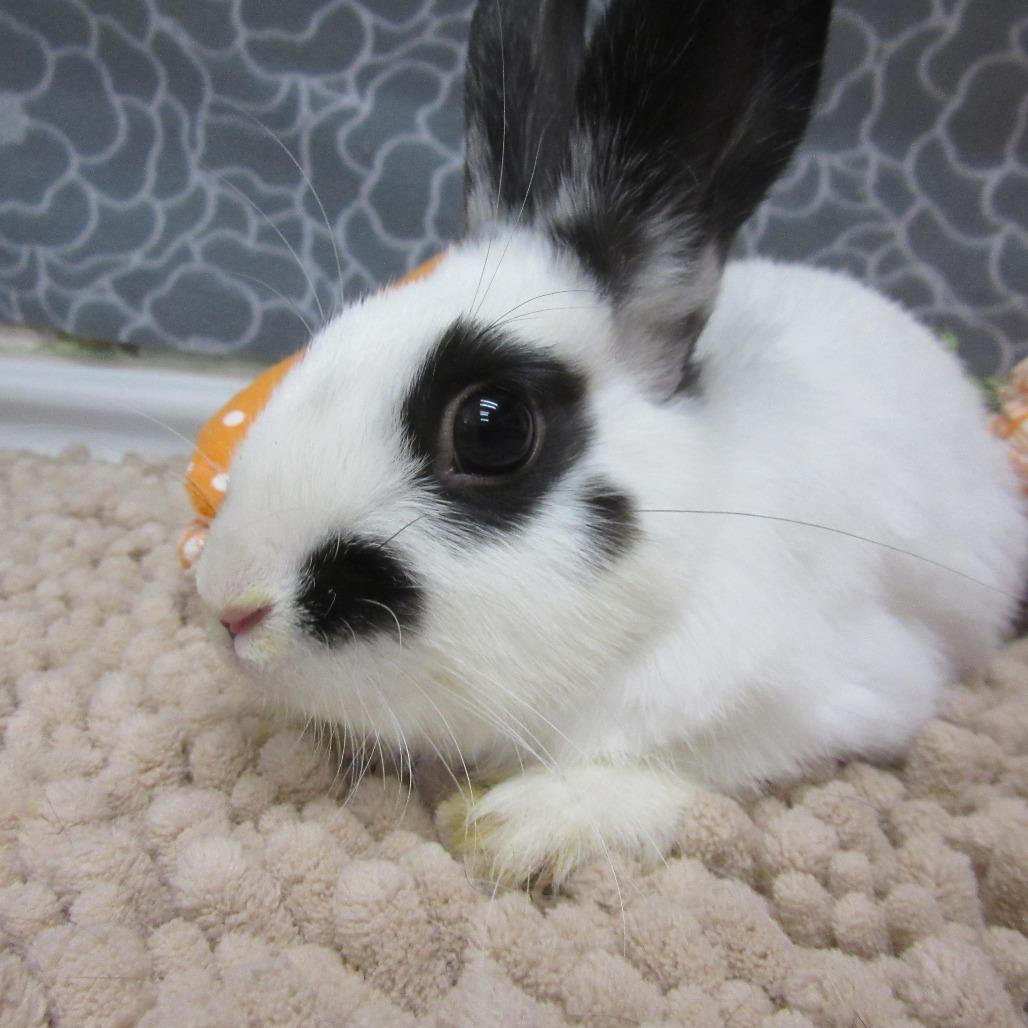 Enlarge Sunflower, a Adoptable American in Newport, PA image 3/3