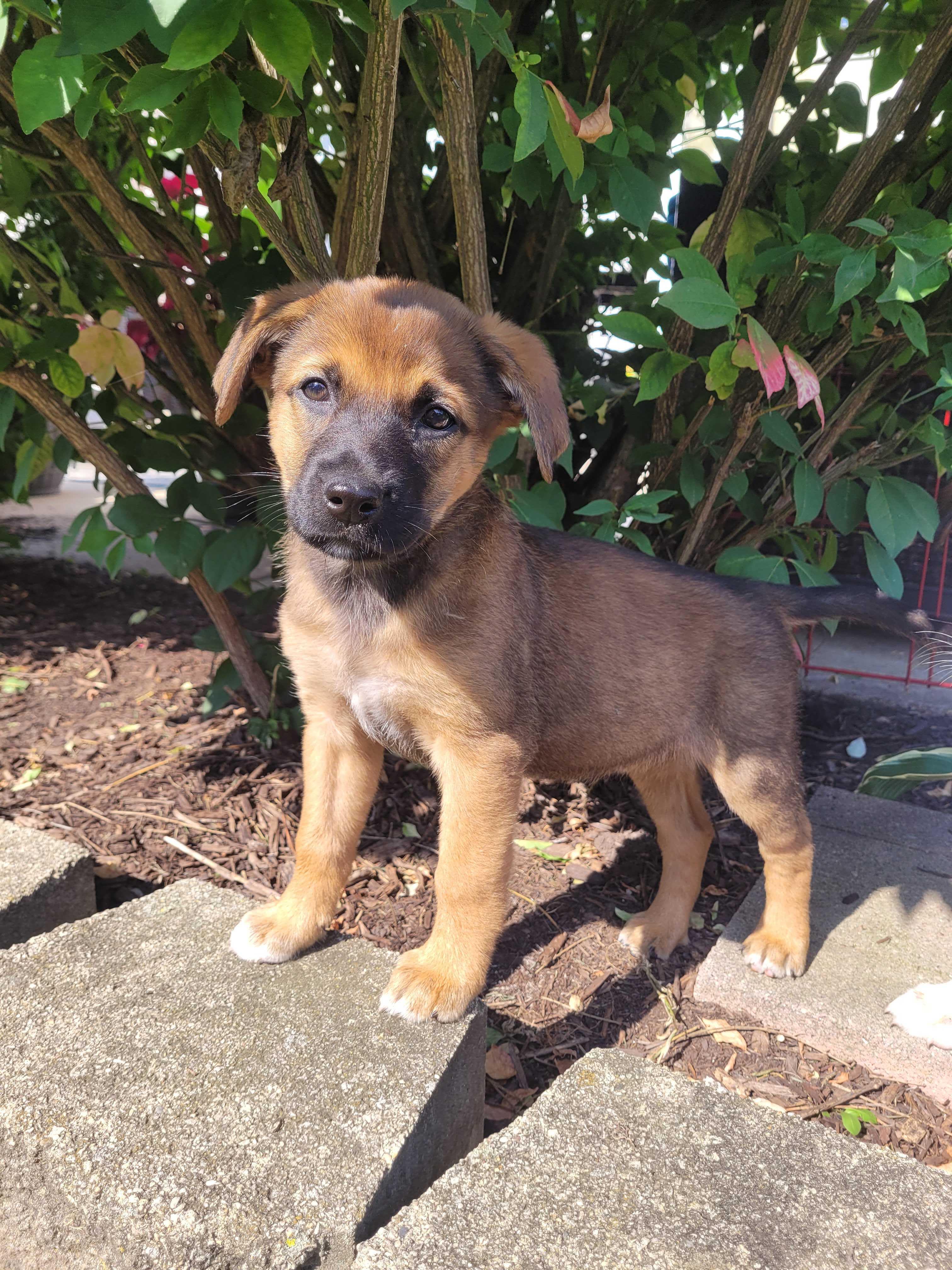 Macchiato, a Adoptable mixed breed in Naperville, IL image 6/6